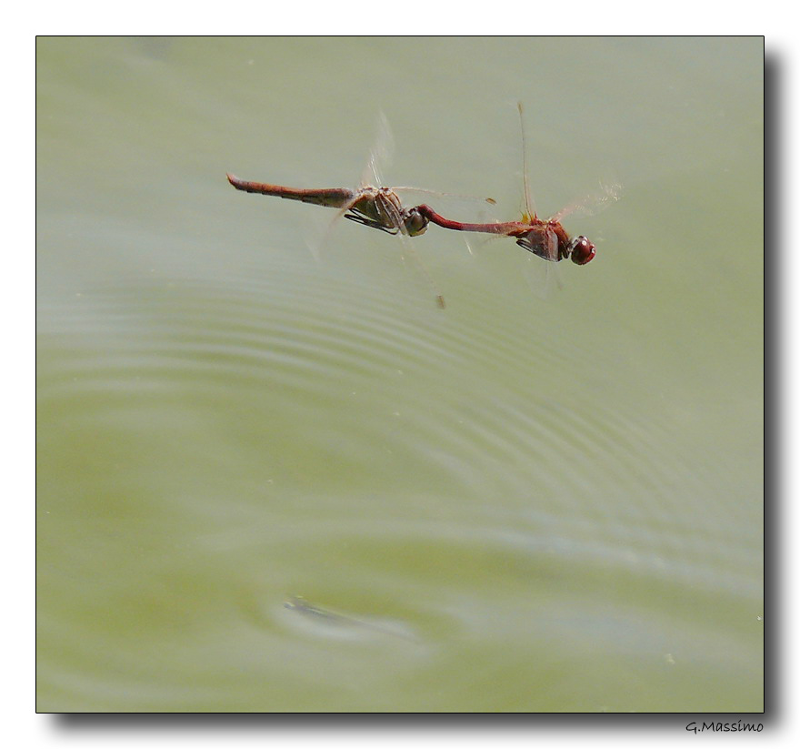 Dragon 81 - coppia in volo