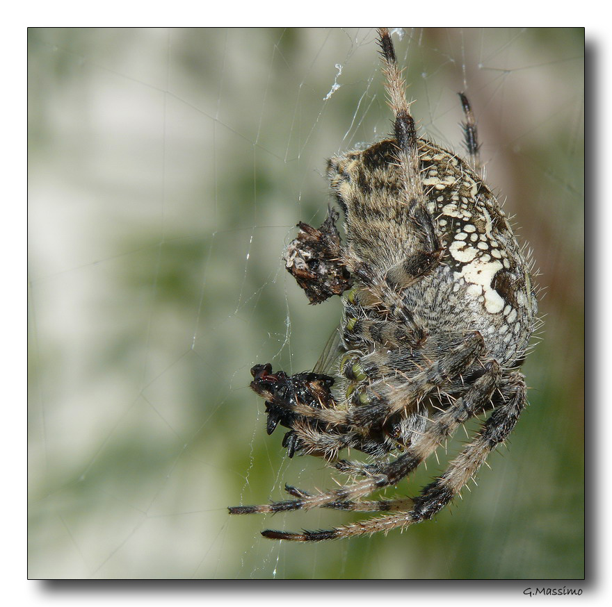 Spider 8