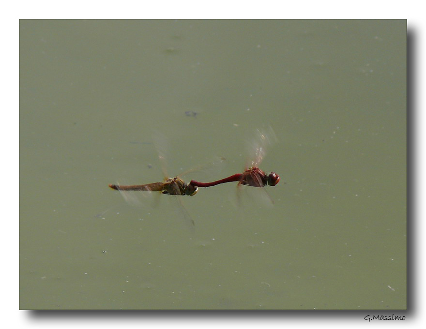 coppia di libellule in volo