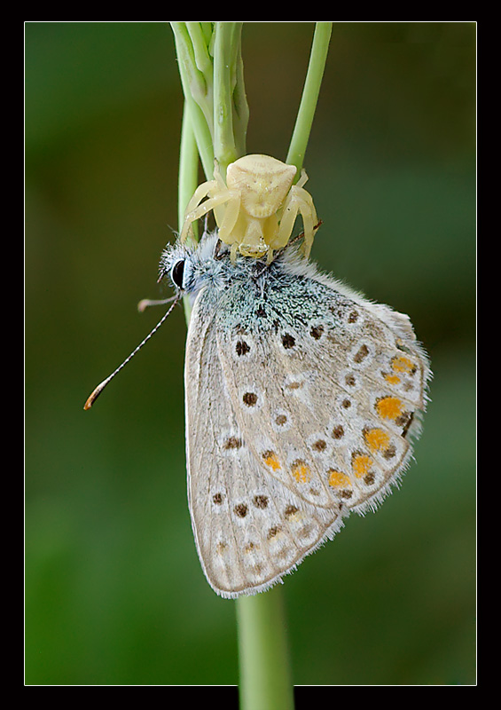 La legge della giungla