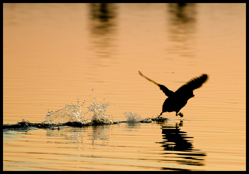 Camminare sull'acqua