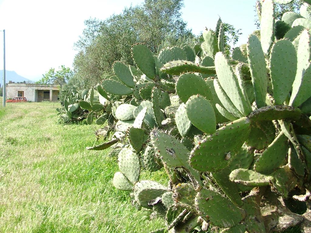 tipica campagna sarda