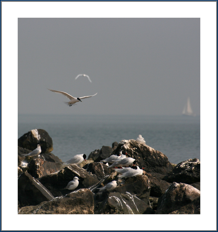 A Jonathan Livingston......