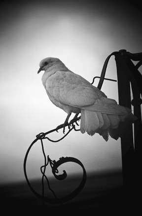 LUCANIA LA MIA TERRA PHOTO LEONARDO AUTERA