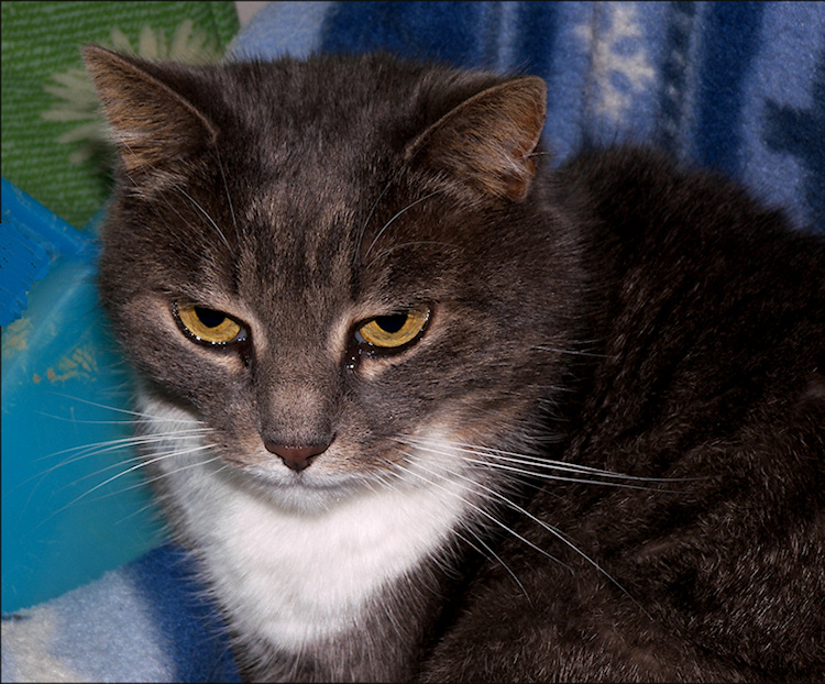 Studio su messa a fuoco e nitidezza