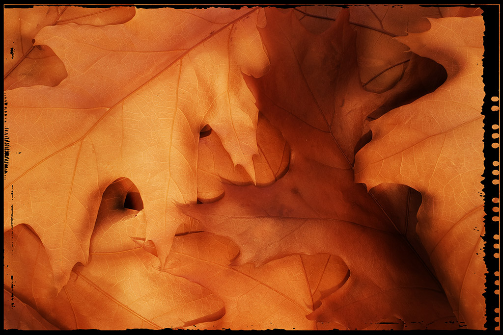 foglie d'autunno bis