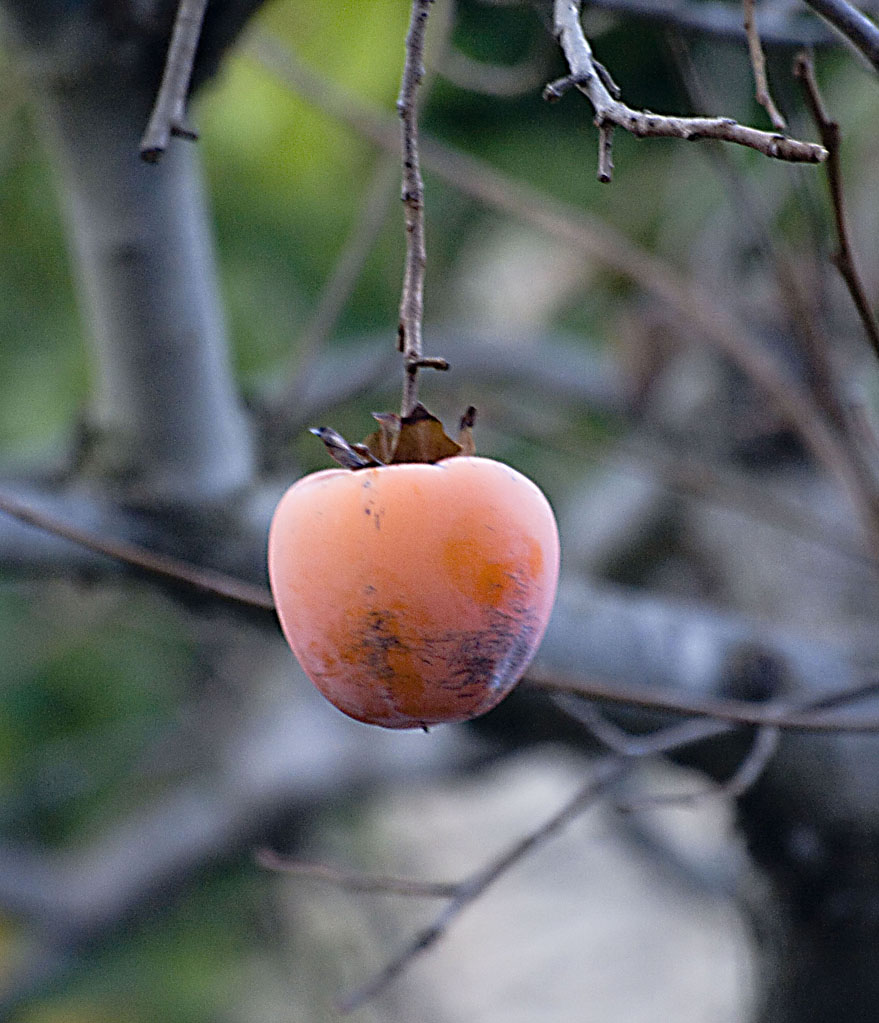 Unico sopravvissuto all'autunno