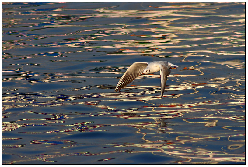 Sorvolando un mare di olio