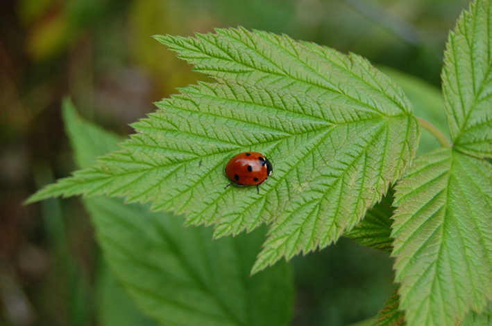 coccinella