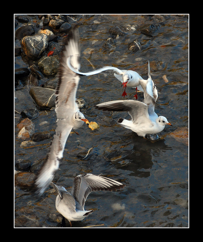 Per un pezzo di pane