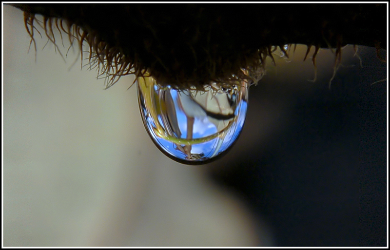 Sotto il ramo di kiwi