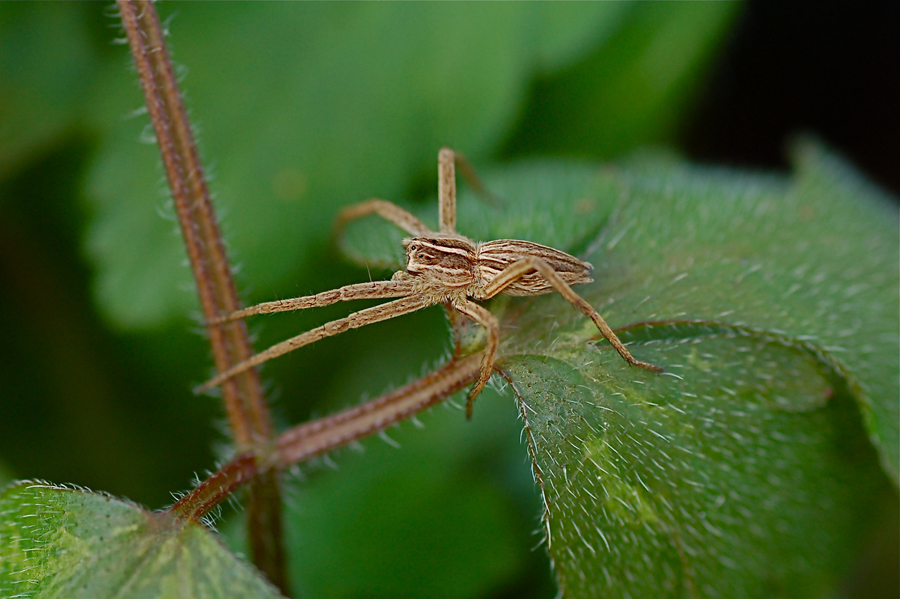 Il secondo raggio di sole