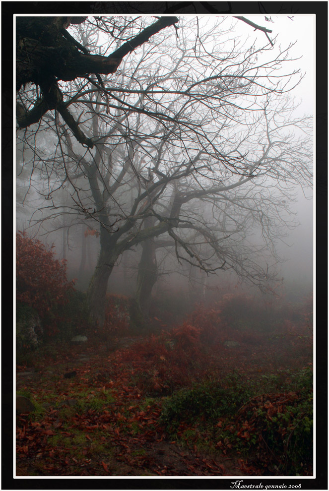 Il bosco incantato.....