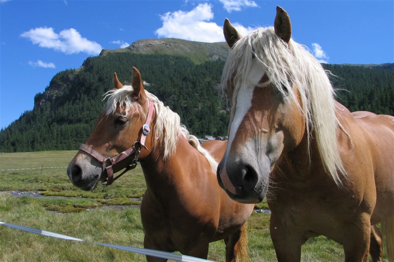 Cavalli -Alpe Veglia-