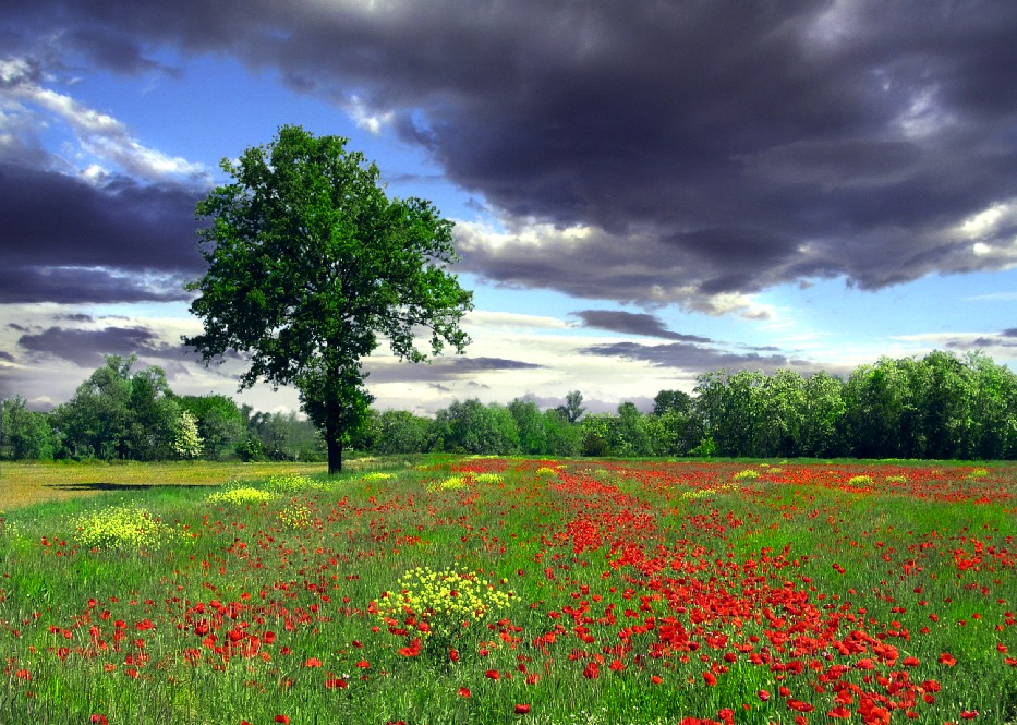 Monferrato -3-