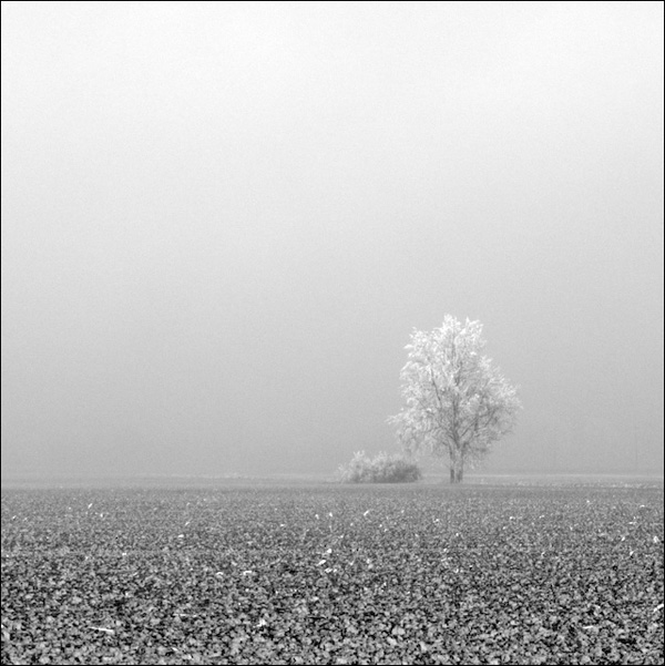 lonely and icy into the fog