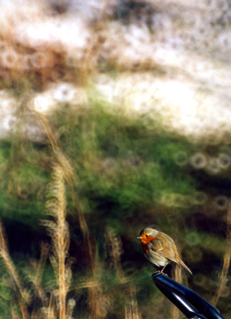 ...Rosso � il petto...