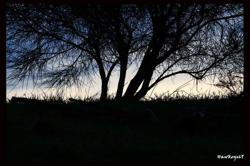 Silhouette frastagliata