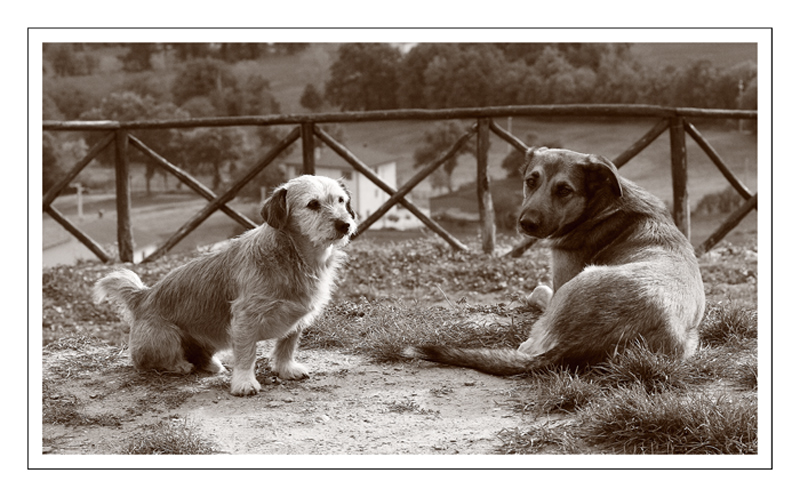 Lilly & il Vagabondo..