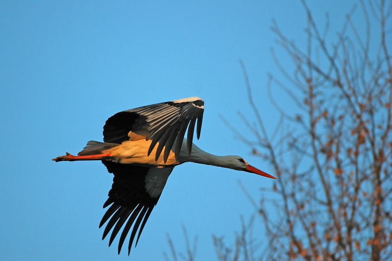 Volo al Tramonto