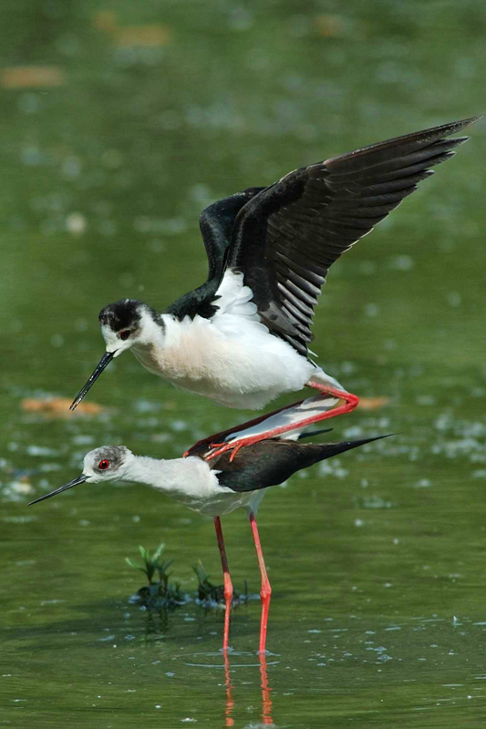 ...e vai che ci divertiamo!