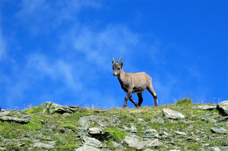 Nel blu dipinto di blu