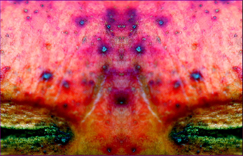 faccia di melo grano