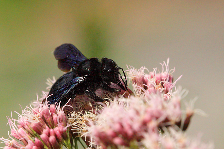 Xilocapa violacea 3  f.