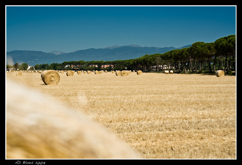 Nostalgia dell'estate