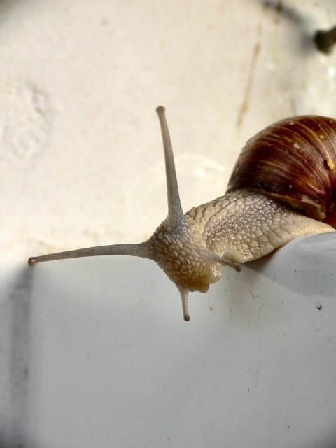 Lumachina curiosa