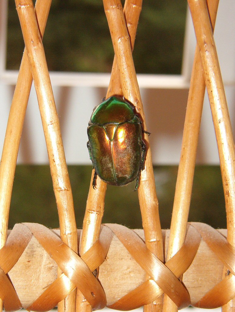 scarrafone con flash