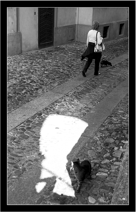 cane e gatto [graditi suggerimenti su come correggere difetto]