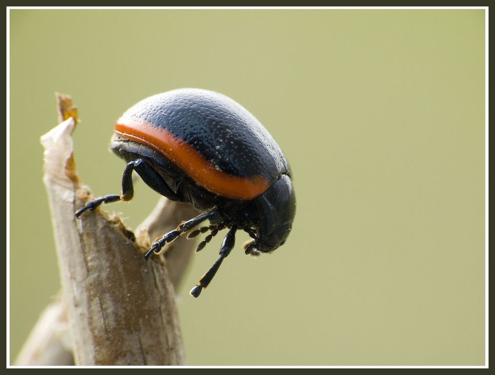 HOP HOP gadget salto