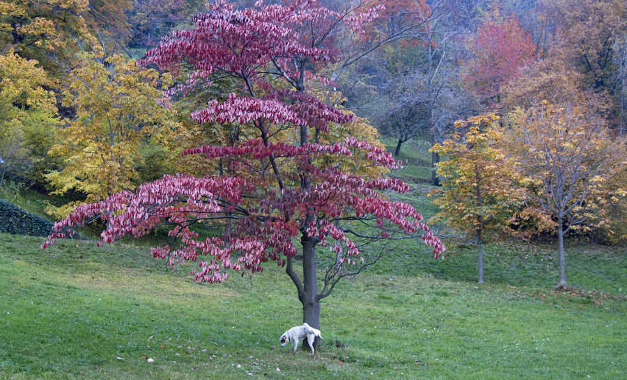 Distinguersi a volte non paga...