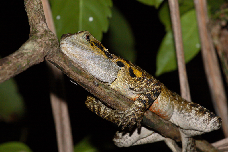 Water dragon... like a frog