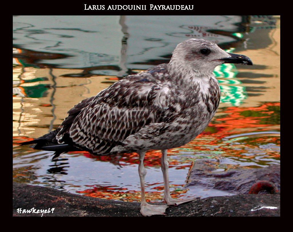 Larus audouinii Payraudeau