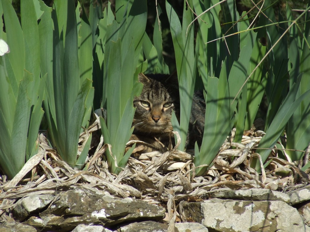 felino