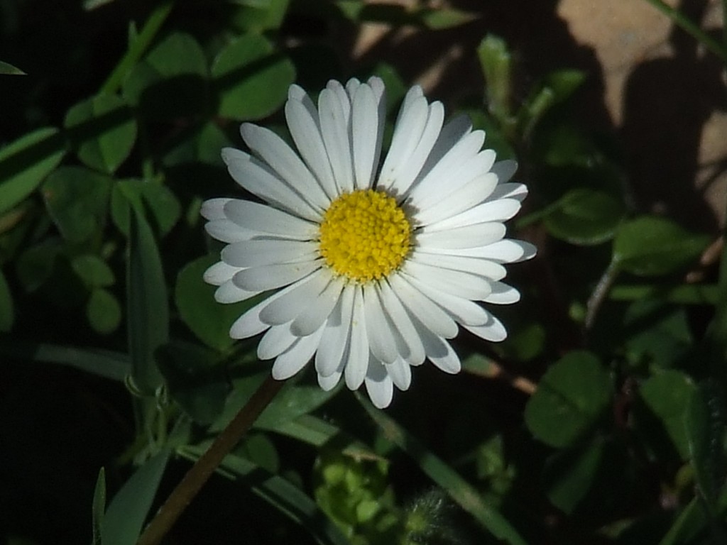 primavera 1