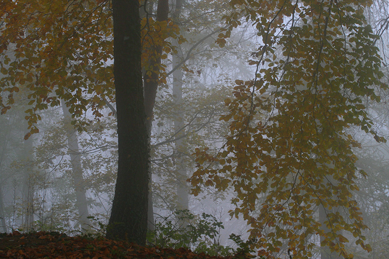 autumn