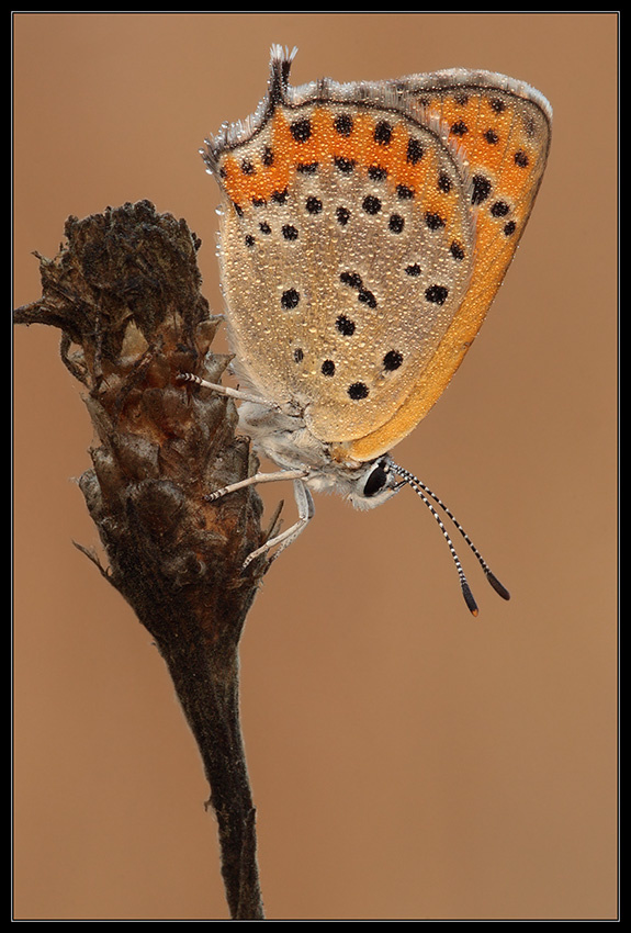 Lycaena thersamon