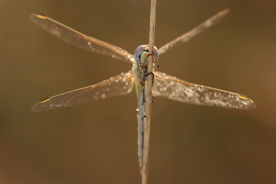 Libellula ad ali aperte