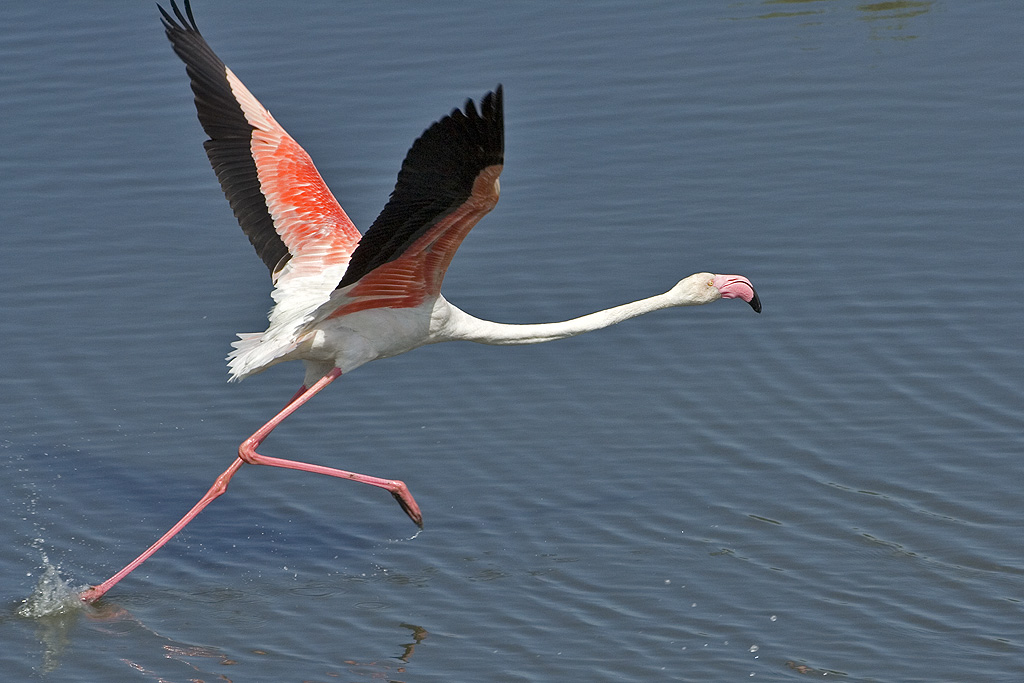 Involo di Fenicottero
