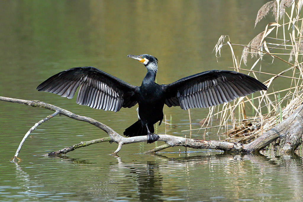 Cormorano al sole