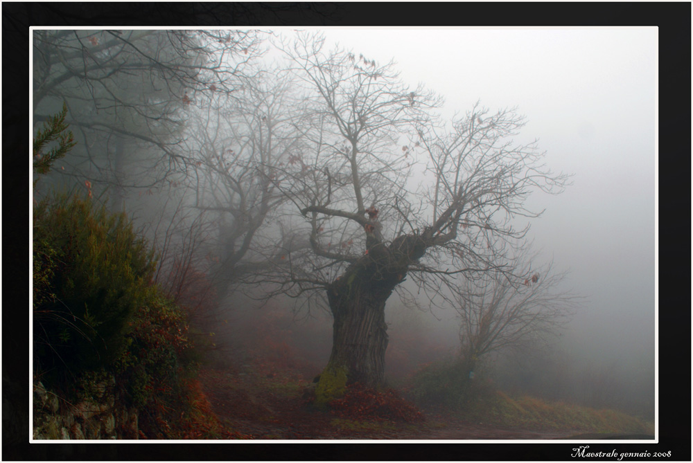 L'albero del" DRUIDO"