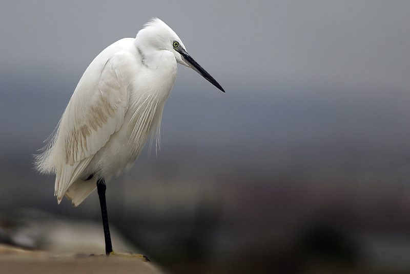 Con i Propri Pensieri