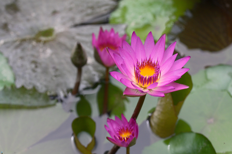 In un parco di Hong Kong