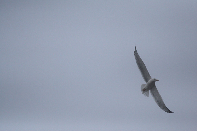 Prima foto ef 300 f4 is