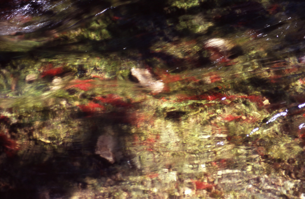 Il ruscello nel parco