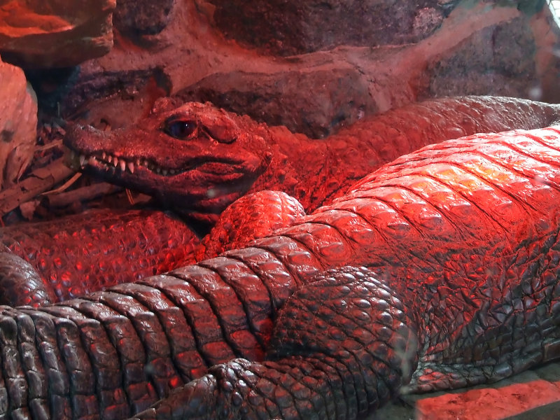 Coccodrillo Vermillo