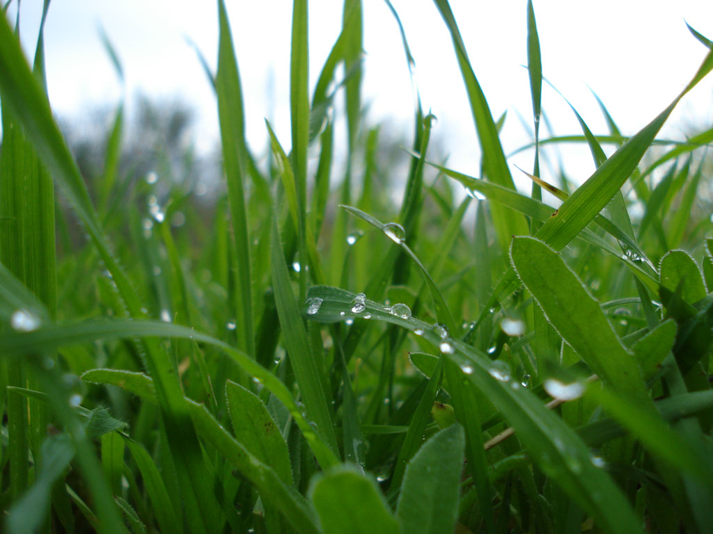 Goccioline sull'erba